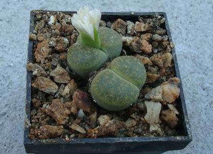 Lithops lesliei cv. 'Albinica'; C036A.
