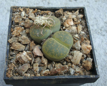 Lithops lesliei cv. 'Albinica'; C036A.
