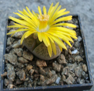 Lithops lesliei var. venteri Boer & BK Boom 1940.; C001.
