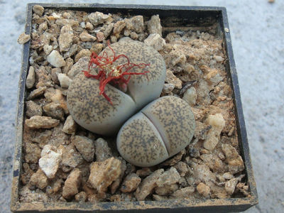 Lithops lesliei var. venteri Boer & BK Boom 1940.; C001.
