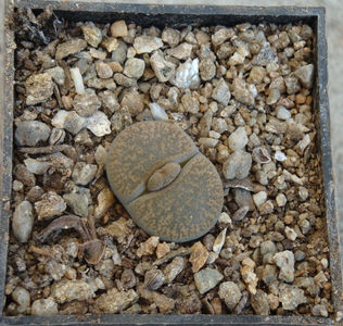 Lithops lesliei var. venteri 'maraisii'; C153.
