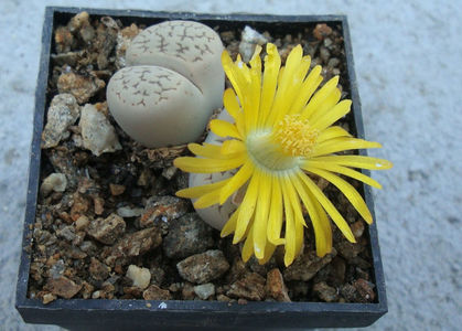 Lithops marmorata (NE Br.) NE Br.1920.; Denumire acceptata. C163.
