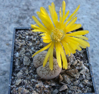 Lithops marmorata (NE Br.) NE Br.1920.; Denumire acceptata. C163.
