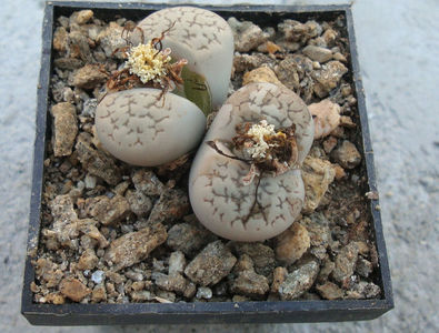 Lithops marmorata (NE Br.) NE Br.1920.; Denumire acceptata. C163.
