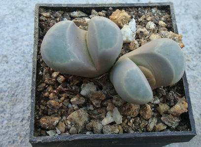 Lithops meyeri L. Bol.1932.; Denumire acceptata.
