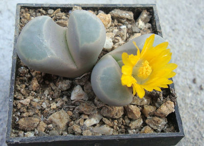 Lithops meyeri L. Bol. 1932.; Denumire acceptata.
