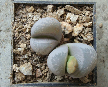 Lithops optica (Marl.) N.E. Br.1910.; Denumire acceptata. C288
