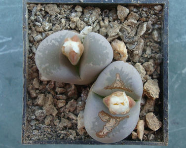 Lithops optica (Marl.) N.E. Br.1910.; Denumire acceptata. C288
