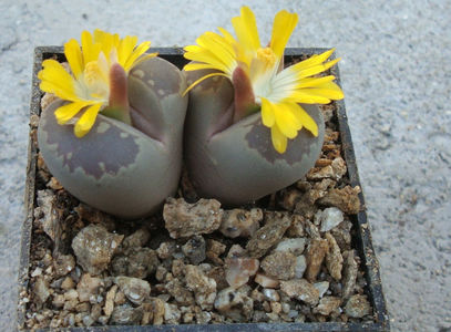 Lithops otzeniana GC Nel 1937.; Denumire acceptata.
