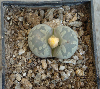 Lithops otzeniana 'Aquamarine'; C128A

