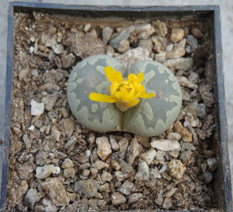 Lithops otzeniana 'Aquamarine'; C128A
