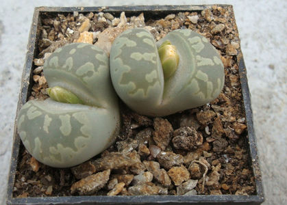 Lithops otzeniana 'Aquamarine'; C128A
