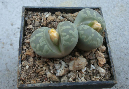 Lithops otzeniana 'Aquamarine'