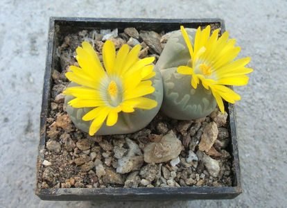 Lithops otzeniana 'Aquamarine'; C128A

