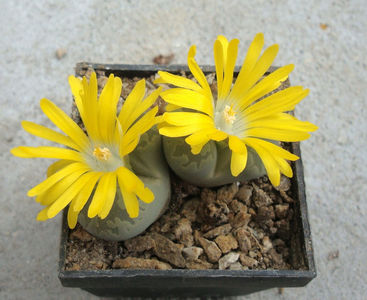 Lithops otzeniana 'Aquamarine'; C128A
