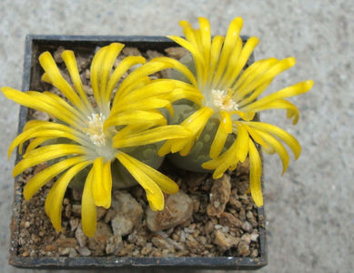 Lithops otzeniana 'Aquamarine'; C128A
