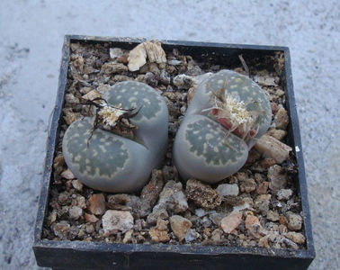 Lithops salicola L. Bol. 1936.; Denumire acceptata. C049.
