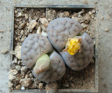 Lithops schwantesii Dint. 1928.; Denumire acceptata. C211.
