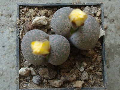 Lithops terricolor 'peersii'; C254
