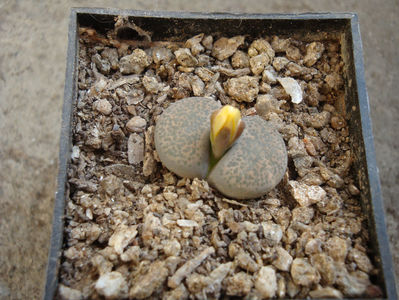 Lithops terricolor 'peersii'; C254

