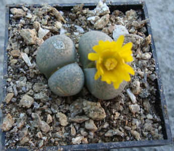 Lithops terricolor 'peersii'; C254
