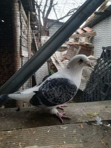 vanduta