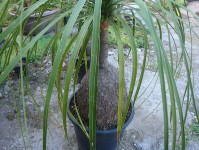 Beaucarnea recurvata Lem 1861.; Denumire acceptata. Origine: Mexic în estul; Tamaulipas, Veracruz și San Potosí Luis
