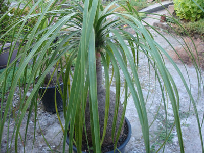 Beaucarnea recurvata Lem 1861.; Denumire acceptata. Origine: Mexic în estul; Tamaulipas, Veracruz și San Potosí Luis
