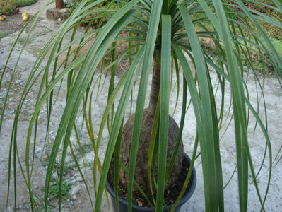 Beaucarnea recurvata Lem 1861.; Denumire acceptata. Origine: Mexic în estul; Tamaulipas, Veracruz și San Potosí Luis
