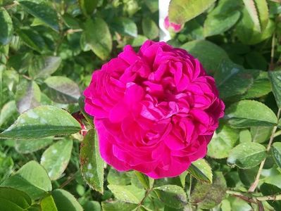 rose de rescht 1