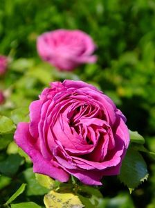 madame isaac pereire 2 