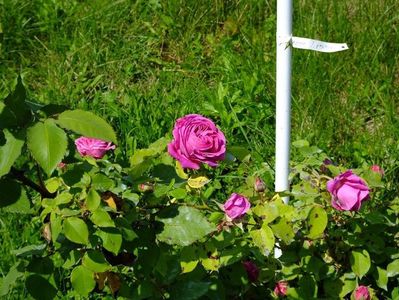 madame isaac pereire 4