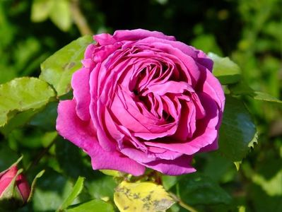 madame isaac pereire