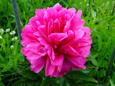 bujor francois ortegant 1