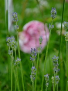 lavanda1