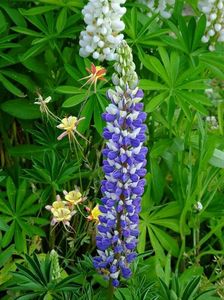 lupin bicolor