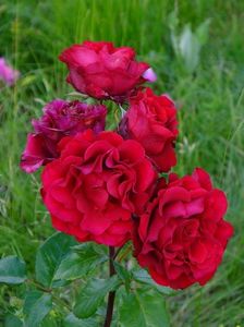 nn th rosu apa magazie