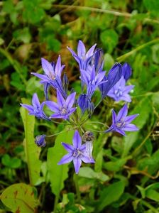 triteleia