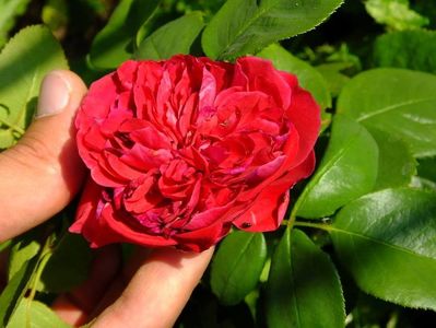 alain souchon, 2016.08.06