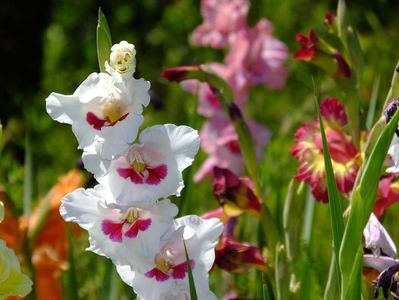 gladiole4