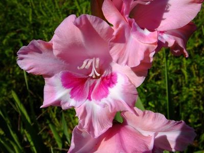 gladiole5