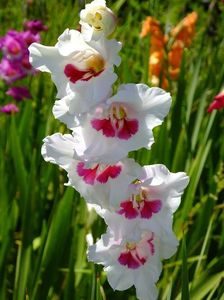 gladiole6