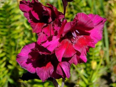 gladiole10