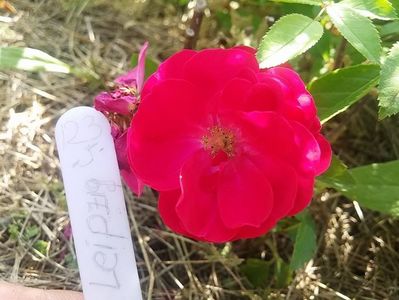 trandafir8-leipzig