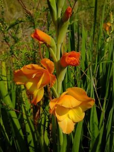 gladiole1