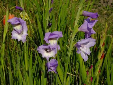 gladiole2b