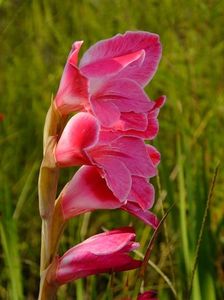gladiole3c