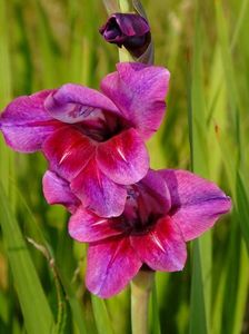 gladiole4