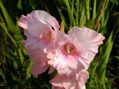gladiole6