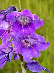 gladiole7